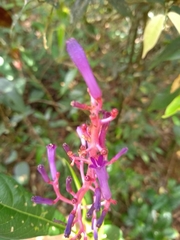 Palicourea angustifolia