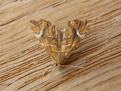 Musotima nitidalis