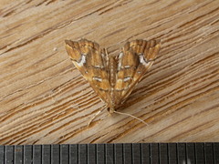 Musotima nitidalis