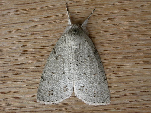 Mochlotona phasmatias
