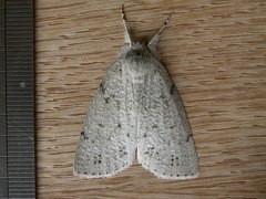 Mochlotona phasmatias