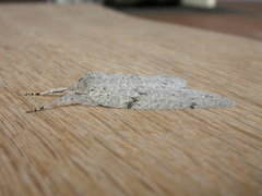 Mochlotona phasmatias