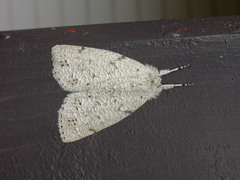 Mochlotona phasmatias