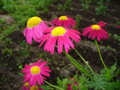 Tanacetum coccineum