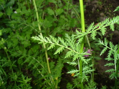Tanacetum coccineum