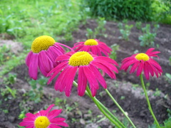 Tanacetum coccineum