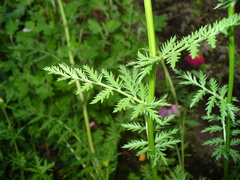 Tanacetum coccineum