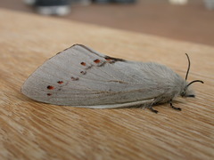 Pinara metaphaea