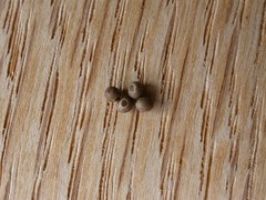 Pinara metaphaea