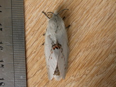 Pinara metaphaea