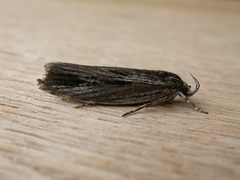Procometis phloeodes