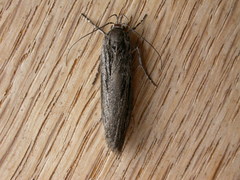 Procometis phloeodes