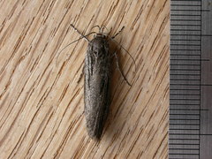 Procometis phloeodes