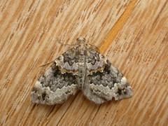 Chaetolopha decipiens