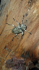 Leptostylopsis terraecolor