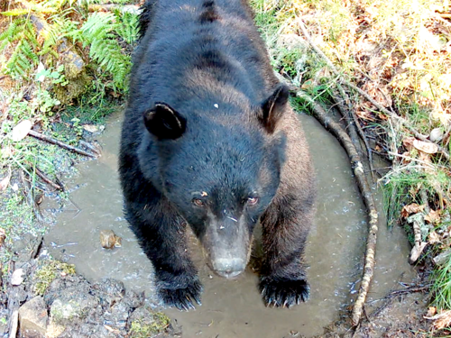 American Black Bear photographed in Oregon