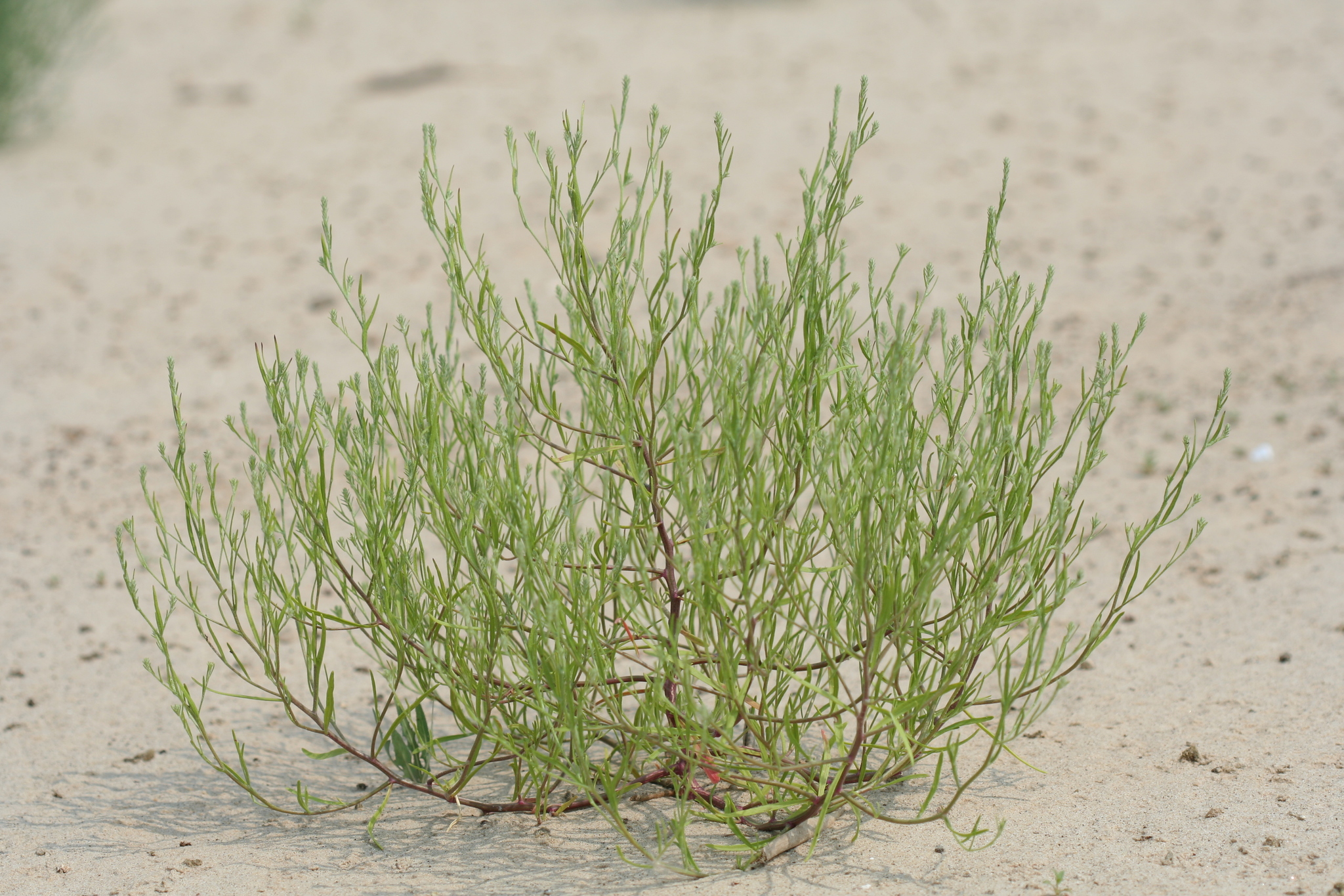 Corispermum hyssopifolium