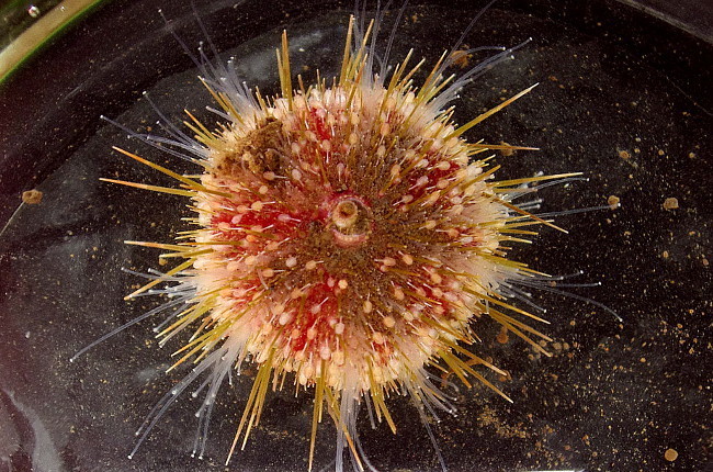 pale sea urchin