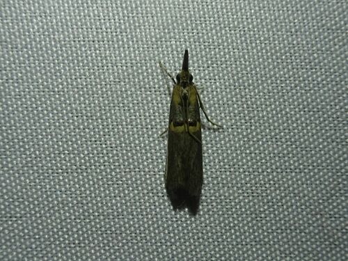 Etiella zinckenella