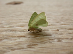 Comostola leucomerata