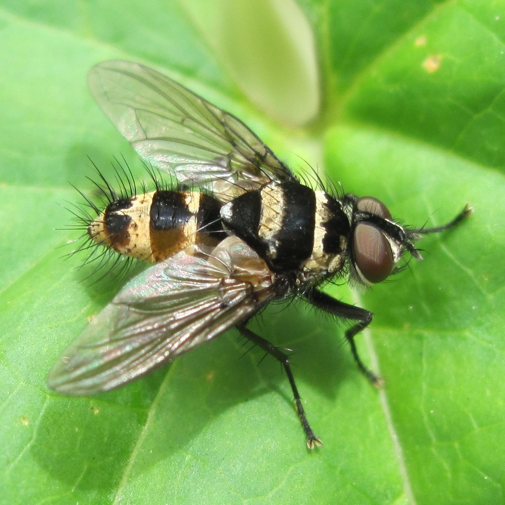 Australian Leafroller Tachinid