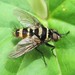 Australian Leafroller Tachinid - Photo (c) wild_wind, some rights reserved (CC BY), uploaded by wild_wind