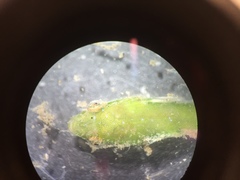Opeatogenys