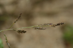 Eragrostis amurensis
