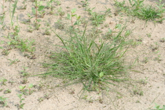 Eragrostis amurensis