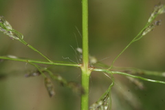 Eragrostis amurensis
