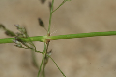 Eragrostis amurensis