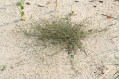 Eragrostis amurensis