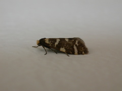 Lepidoscia confluens