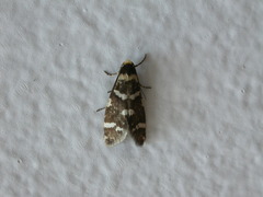 Lepidoscia confluens