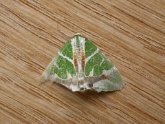 Chlorodes boisduvalaria