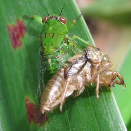 April Green Cicada photo 6