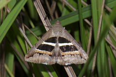 Grammodes geometrica