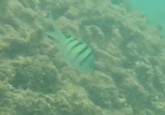 Abudefduf abdominalis