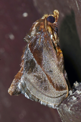 Phocoderma velutina