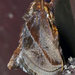 Phocoderma - Photo (c) Vijay Anand Ismavel, algunos derechos reservados (CC BY-NC-SA)