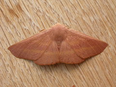 Monoctenia smerintharia