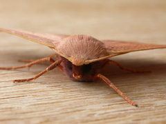 Monoctenia smerintharia