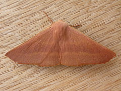 Monoctenia smerintharia