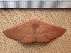 Monoctenia smerintharia