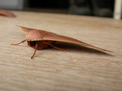 Monoctenia smerintharia
