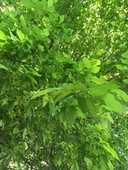 Carpinus tropicalis