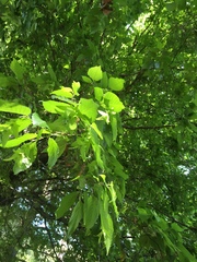 Carpinus tropicalis