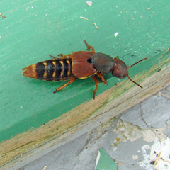 Platydracus immaculatus