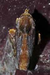 Phocoderma velutina