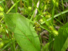 Carex bebbii
